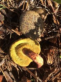 Boletus chrysenteron image