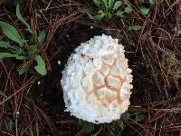 Amanita magniverrucata image