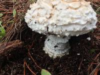 Amanita magniverrucata image