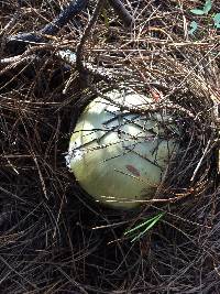 Amanita phalloides image