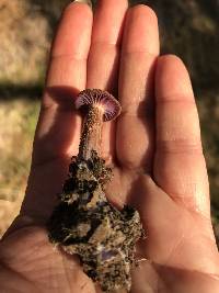 Laccaria amethysteo-occidentalis image