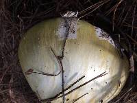 Amanita phalloides image