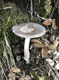 Amanita vaginata image