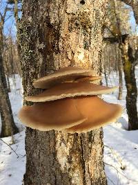 Pleurotus ostreatus image