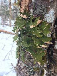 Lobaria pulmonaria image