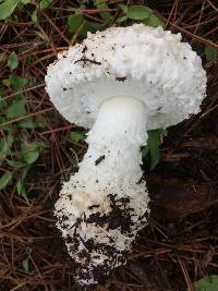 Amanita magniverrucata image