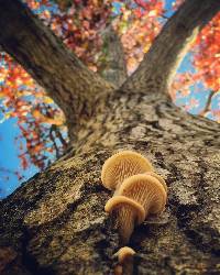 Pleurotus ostreatus image