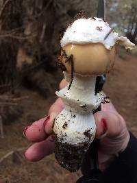 Amanita velosa image