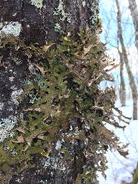 Lobaria pulmonaria image