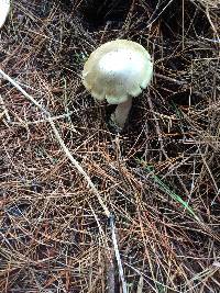 Amanita phalloides image