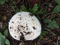 Amanita magniverrucata image