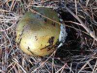 Amanita phalloides image