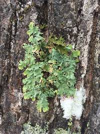 Lobaria quercizans image