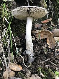 Amanita vaginata image