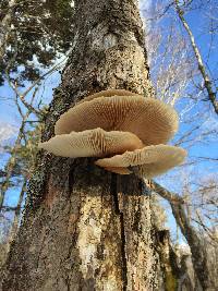 Pleurotus ostreatus image