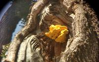 Laetiporus gilbertsonii image