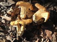 Cantharellus californicus image