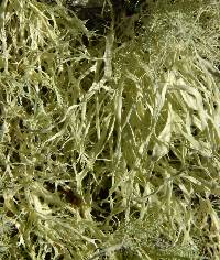 Ramalina farinacea image