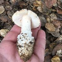 Amanita velosa image