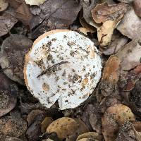 Amanita velosa image