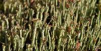 Cladonia bellidiflora image