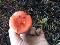 Russula silvicola image