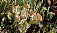 Image of Cladonia botrytes