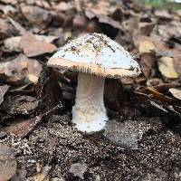 Amanita velosa image