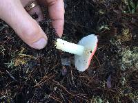 Russula silvicola image