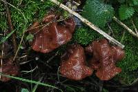 Auricularia auricula-judae image