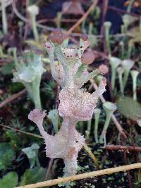 Cladonia chlorophaea image