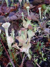 Cladonia chlorophaea image