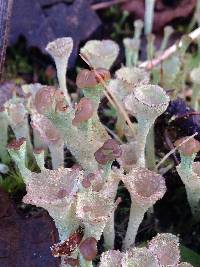 Cladonia chlorophaea image