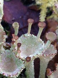 Cladonia chlorophaea image