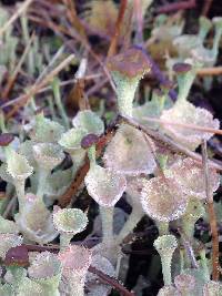 Cladonia chlorophaea image