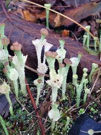 Cladonia chlorophaea image