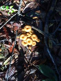 Craterellus tubaeformis image