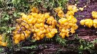 Dacrymyces stillatus image