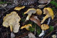 Cantharellus formosus image