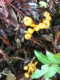 Craterellus tubaeformis image