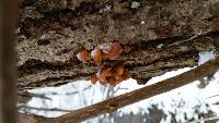 Flammulina velutipes image