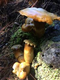 Omphalotus olivascens image