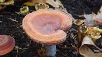 Ganoderma curtisii image