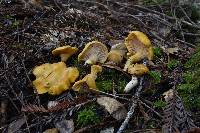 Cantharellus formosus image