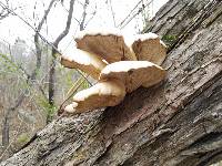 Pleurotus ostreatus image