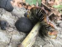 Hygrocybe singeri image