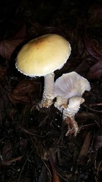 Stropharia ambigua image