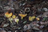 Hygrocybe chlorophana image