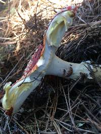 Amanita muscaria image