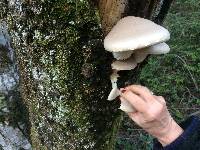 Pleurotus ostreatus image